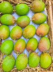Bitki Mango- Available for Pune Only