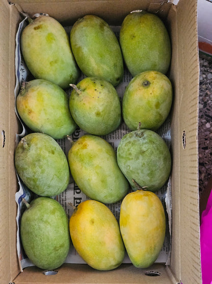 Kesar Mango 1 Kg- GI Tag – The Queen of Aroma and Richness from Gir, Gujarat