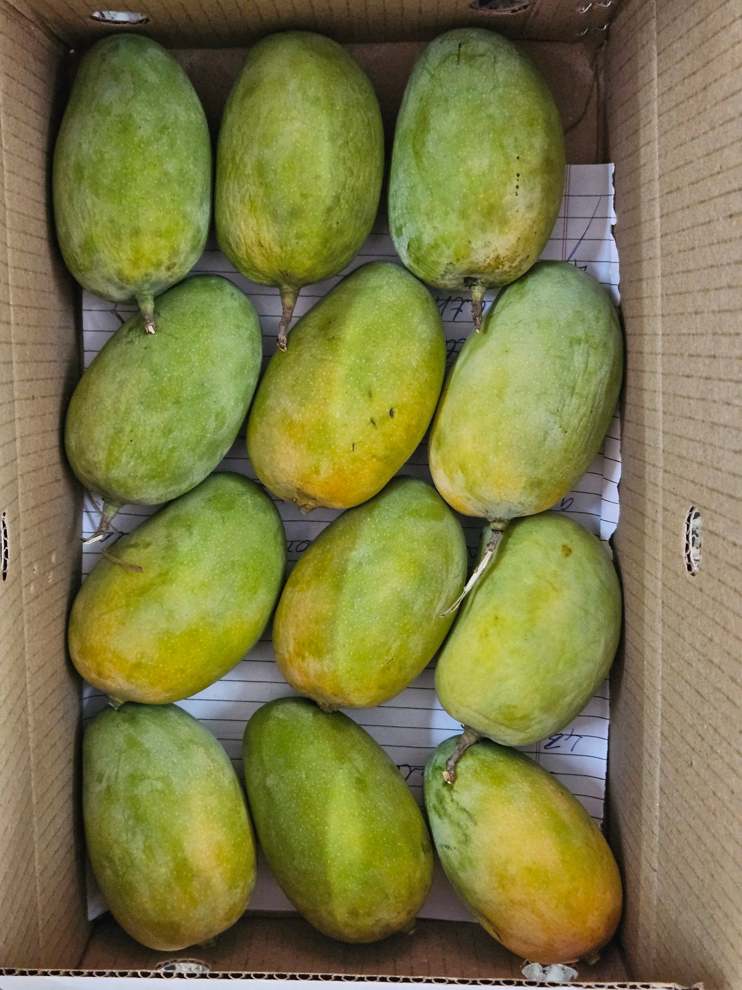 Kesar Mango 1 Kg- GI Tag – The Queen of Aroma and Richness from Gir, Gujarat