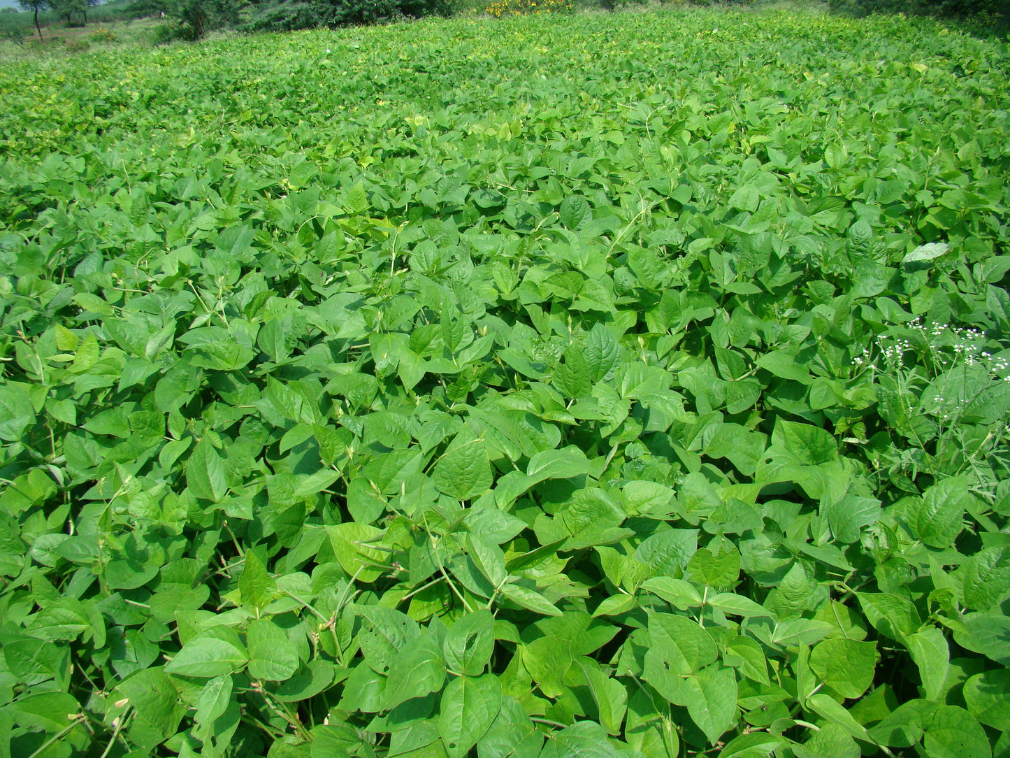 Cowpea Seeds