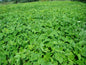 Cowpea Seeds