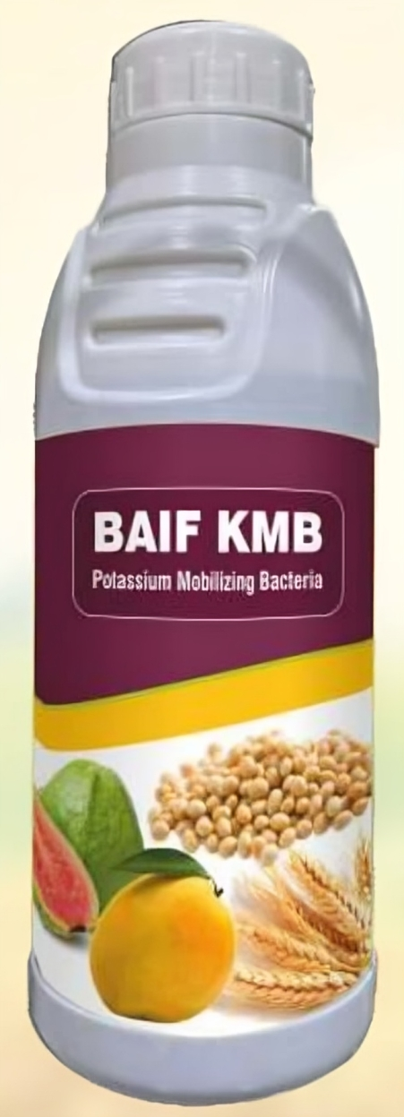 BAIF KMB (Potassium Mobilizing Biofertilizer)