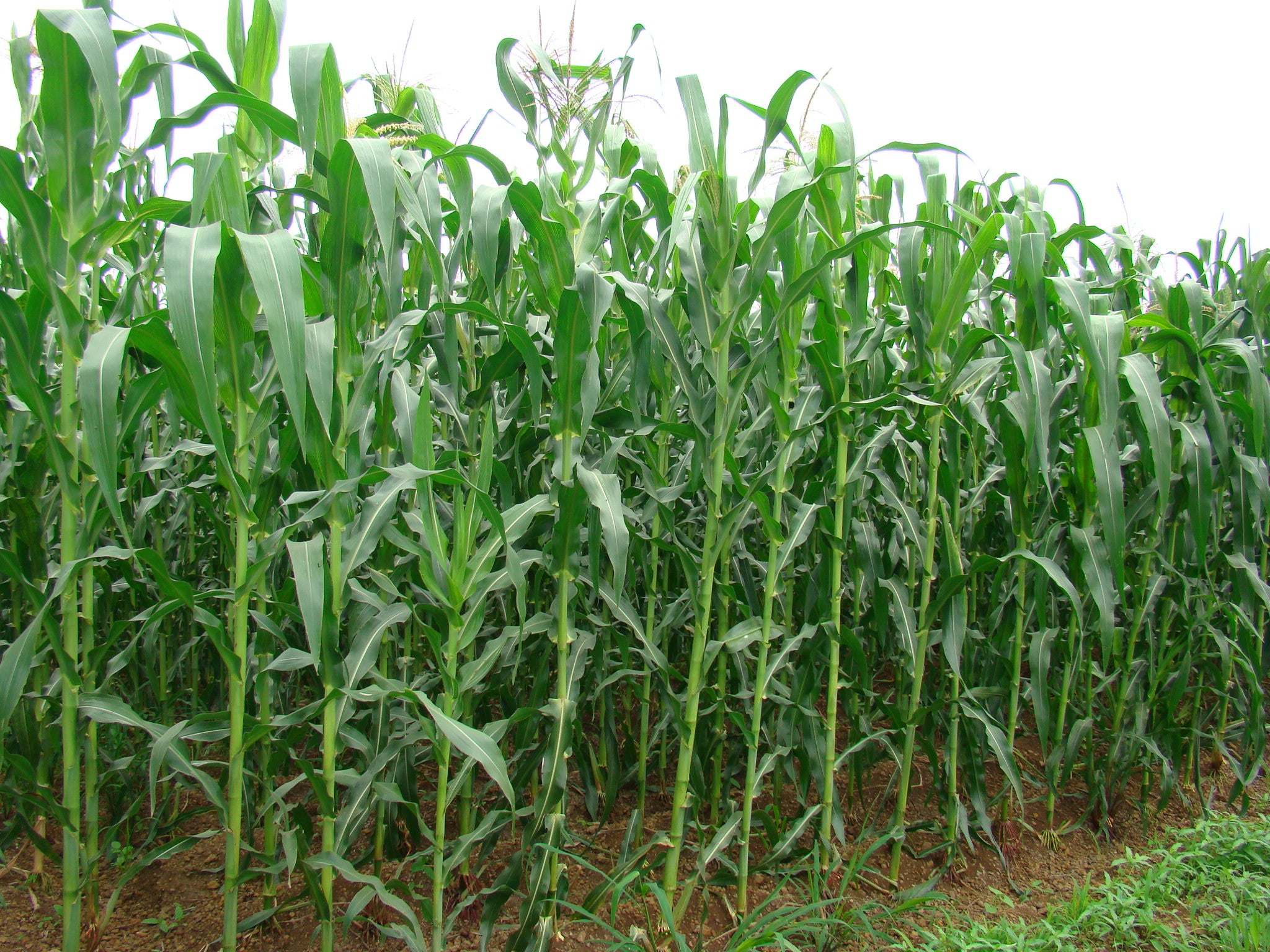 BAIF African Tall Maize Seeds | Fodder & Silage – BAIF AGRO