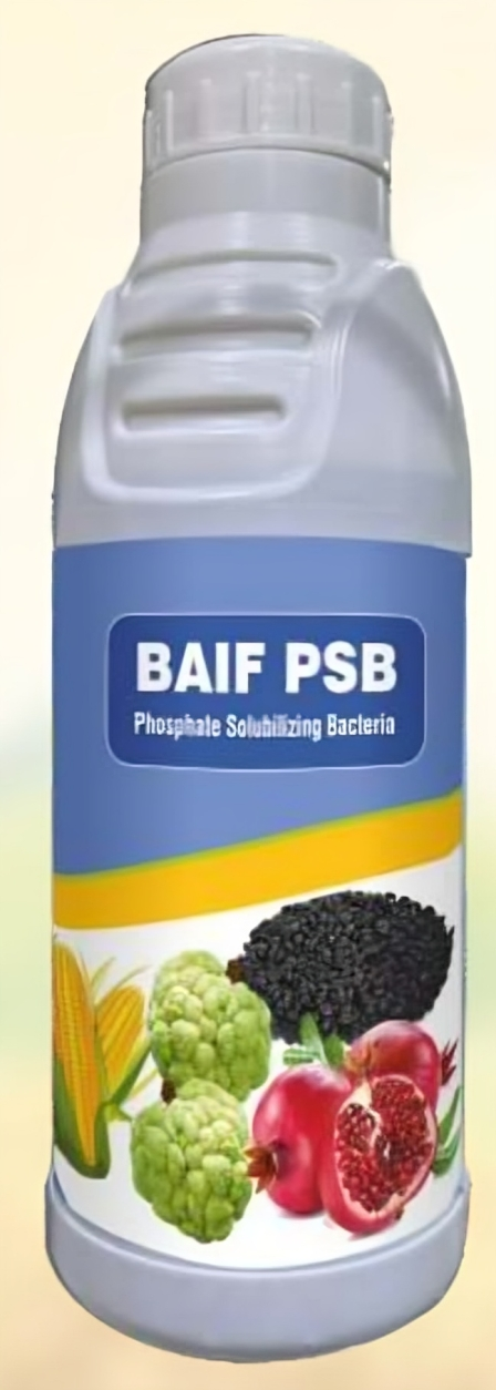 BAIF PSB (Phosphate Solubilizing Bacteria)