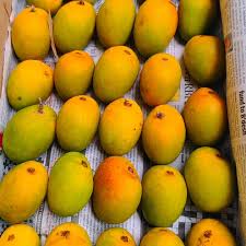 Bitki Mango- Available for Pune Only