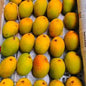 Bitki Mango- Available for Pune Only